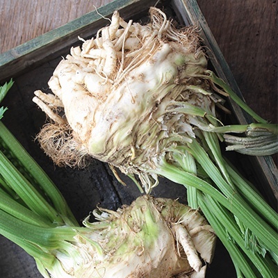knolselder-apium-graveolens-var-rapaceum