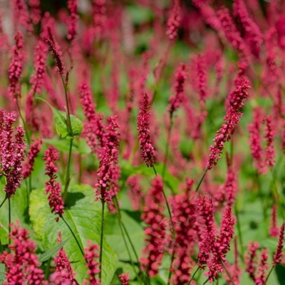 knoopjeskruid-persicaria-amplexicaulis-bloody-mary