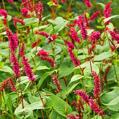 knoopjeskruid-persicaria-amplexicaulis-finy-tiny