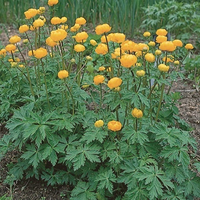 kogelbloem-rollius-chinensis-golden-queen