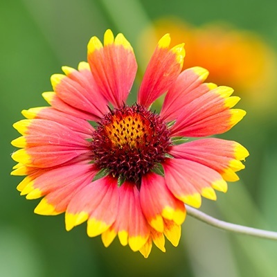 kokardebloem-gaillardia-aristata-kobold