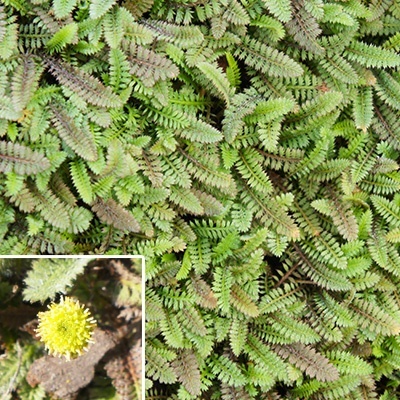 koperknoopje-leptinella-squalida