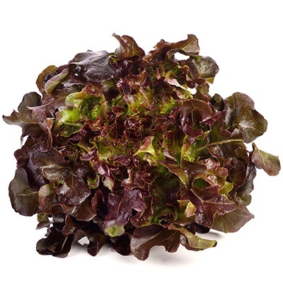 kropsla-rood-lactuca-sativa-var-capitata