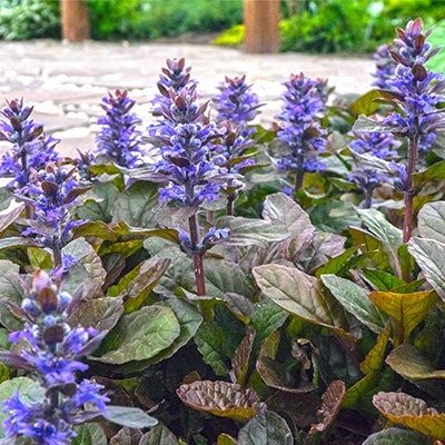 kruipend-zennegroen-ajuga-reptans-atropurpureas