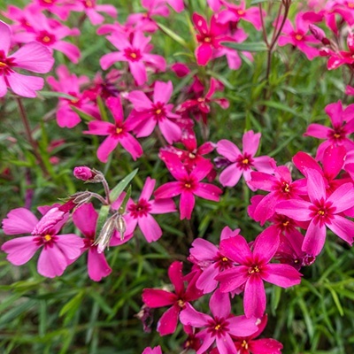 kruipphlox-phlox-subulata-atropurpurea