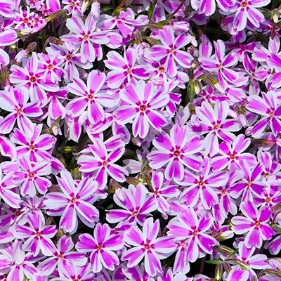 kruipphlox-phlox-subulata-candy-stripes