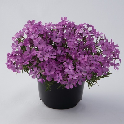 kruipphlox-phlox-subulata-fabulous-rose