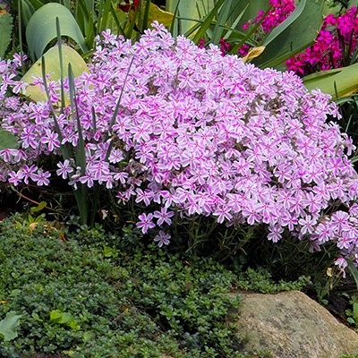 kruipphlox-phlox-subulata-kimono-pink-white