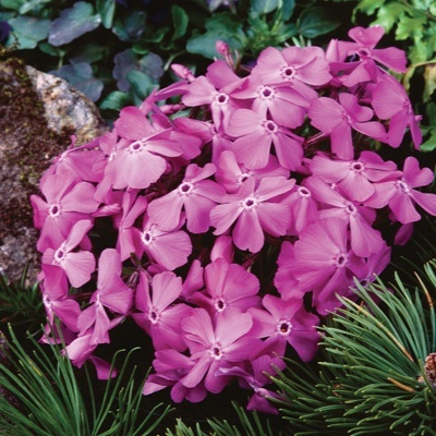kruipphlox-phlox-subulata-mcdaniels-cushion