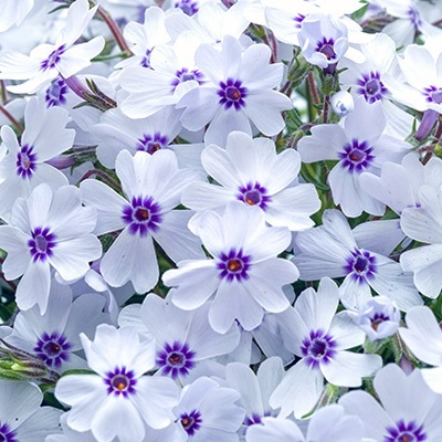 kruipphlox-phlox-subulata-pharao-blue-eyes