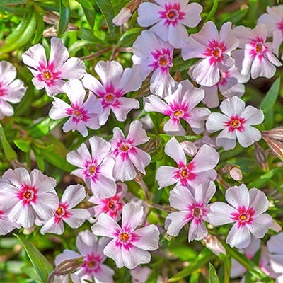 kruipphlox-phlox-subulata-pharao-red-eyes