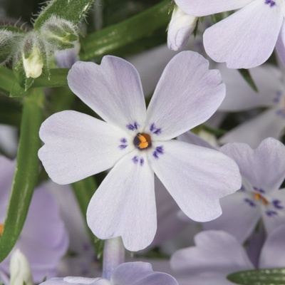 kruipphlox-phlox-subulata-purple-beauty