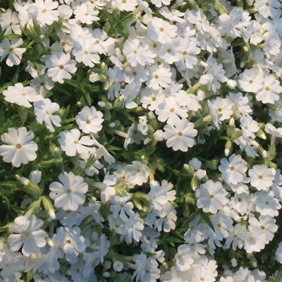 kruipphlox-phlox-subulata-white-delight