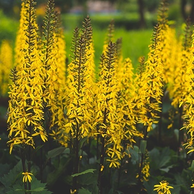 kruiskruid-ligularia-stenocephala-the-rocket