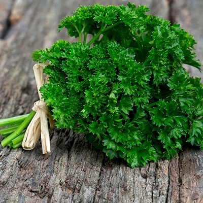 krulpeterselie-petroselinum-crispum