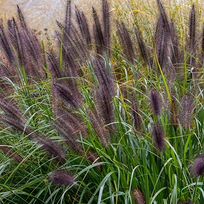 lampenpoetersgras-pennisetum-alopecuroides-moudrys