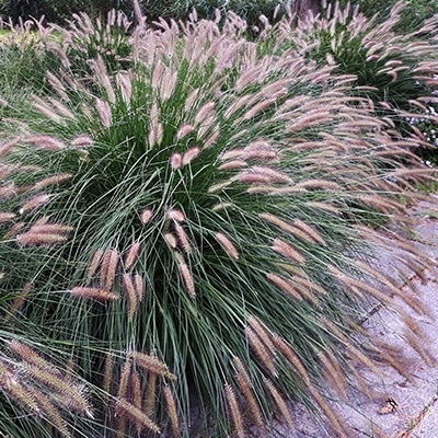 lampenpoetsergras-pennisetum-alopecuroides-hamelns