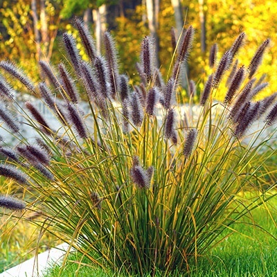 lampenpoetsergras-pennisetum-alopecuroides-japonicum
