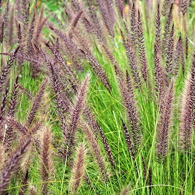 lampepoetsergras_pennisetum-alopecuroides-cassian