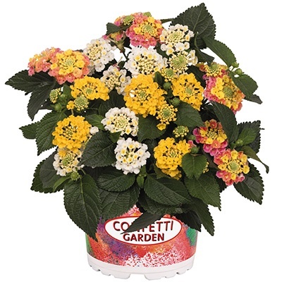 lanata-mix-confetti-garden-havana-summer