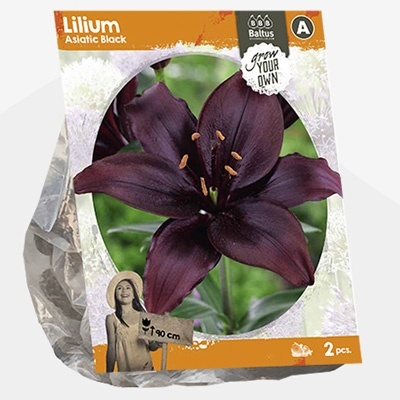 lelie_lilium-asiatic-black-sp-per-2