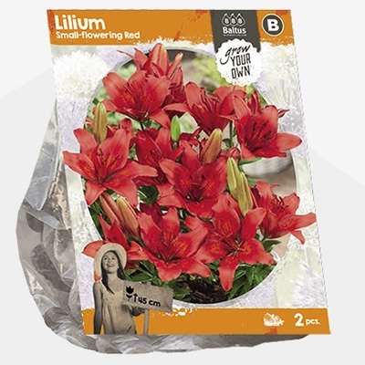 lelie_lilium-small-flowering-red-sp-per-2