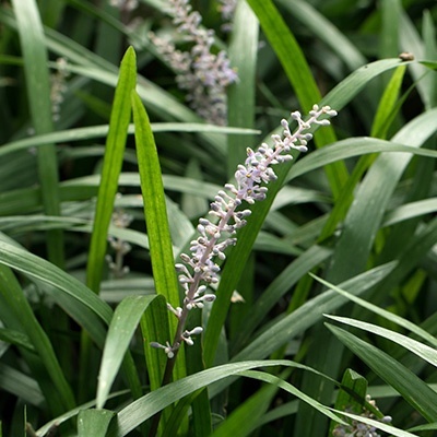 leliegras_liriope-muscari-white