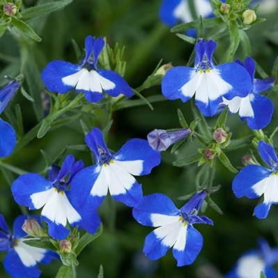 lobelia-lobelia-erinus-laguna-select-popeye