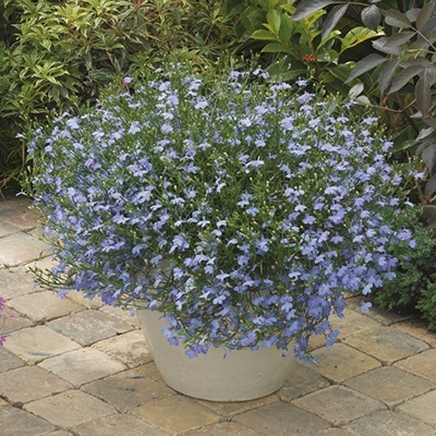 lobelia_lobelia-erinus-laguna-trailing-sky-blue