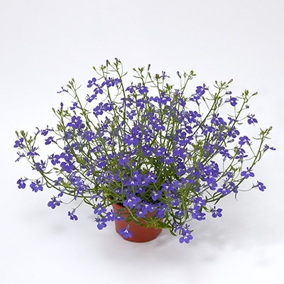 lobelia_lobelia-erinus-techno-up-cobalt-blue