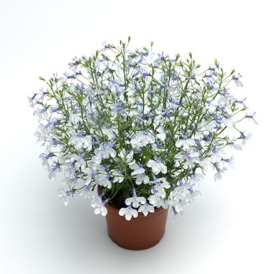 lobelia_lobelia-erinus-techno-up-delft