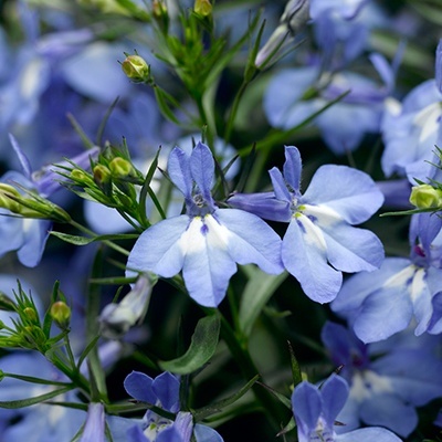 lobelia_lobelia-erinus-techno-up-sky-blue