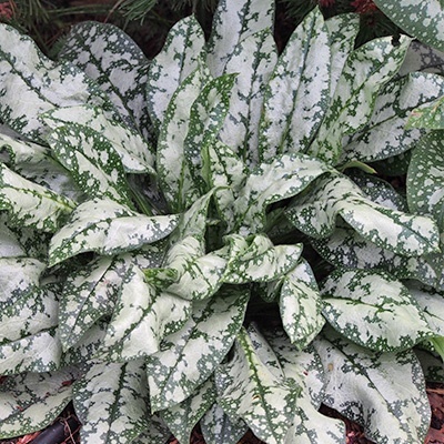 longkruid_pulmonaria-opal-pp12931