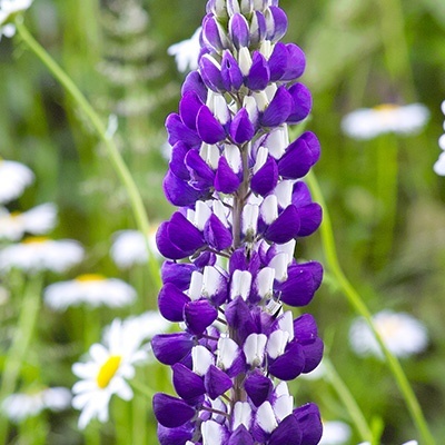 lupine-lupinus-polyhyllus-the-governor