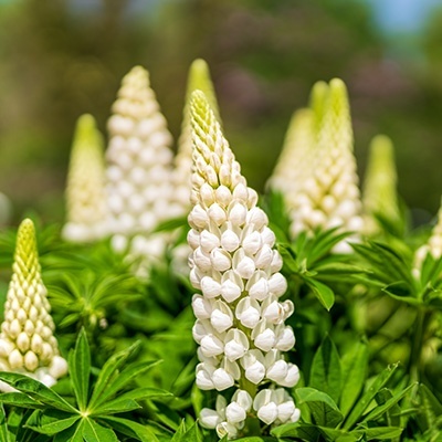lupine-lupinus-polyphyllus-gallery-whites