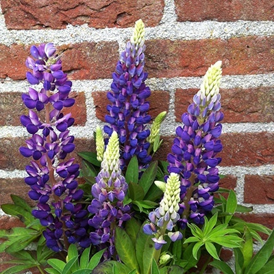 lupine-lupinus-polyphyllus-lupini-blue-shades