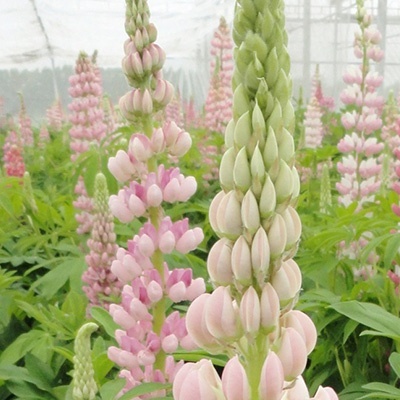 lupine-lupinus-polyphyllus-lupini-pink-shades