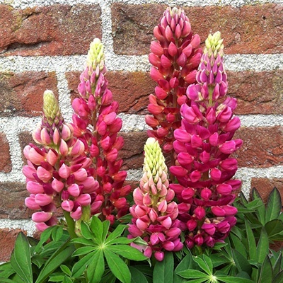 lupine-lupinus-polyphyllus-lupini-red