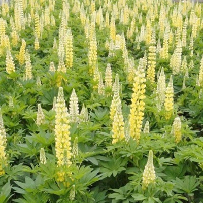lupine-lupinus-polyphyllus-lupini-yellow