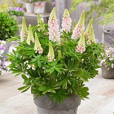 lupine-lupinus-west-country-blossomwalterblom