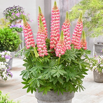 lupine-lupinus-west-country-rachel-de-thamewalterblom