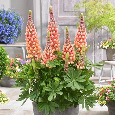 lupine-lupinus-west-country-salmon-starwalterblom
