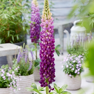 lupine-lupinus-west-country-shirley-annewalterblom