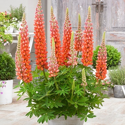 lupine-lupinus-west-country-terracottawalterblom