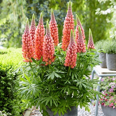 lupine-lupinus-west-country-towering-infernowalterblom