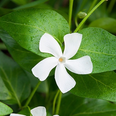 maagdenpalm-vinca-minor-alba