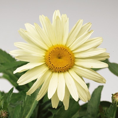margriet-leucanthemum-maximum-broadway-lights-leumayel