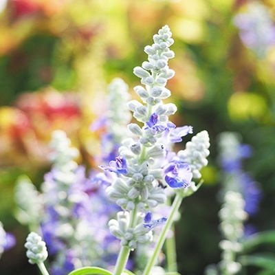 meelsalie-salvia-farinacea-farina-silver-blues