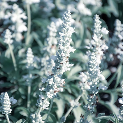 meelsalie-salvia-farinacea-farina-whites