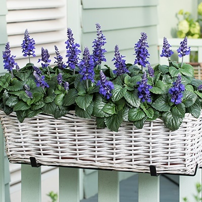 meelsalie_salvia-farinacea-mysty